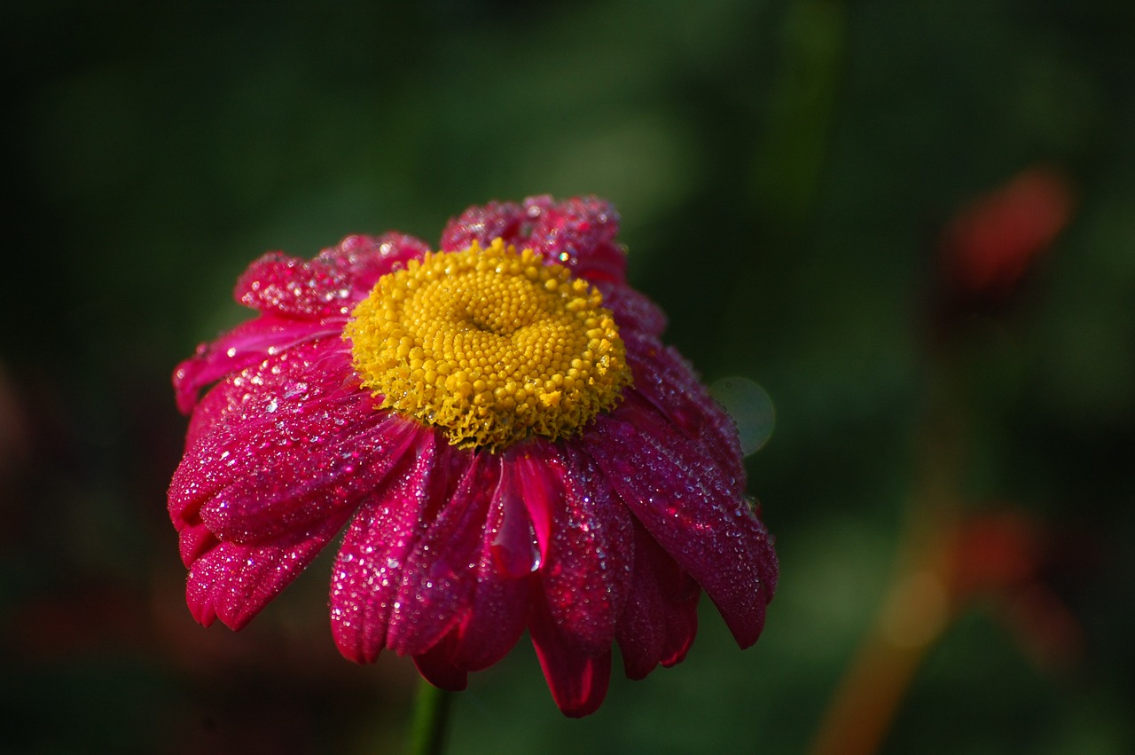 morgentau blossom bloom free photo