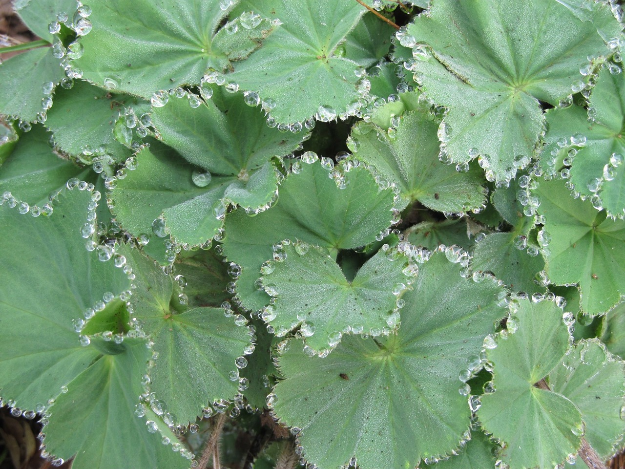 morgentau dewdrop leaves free photo