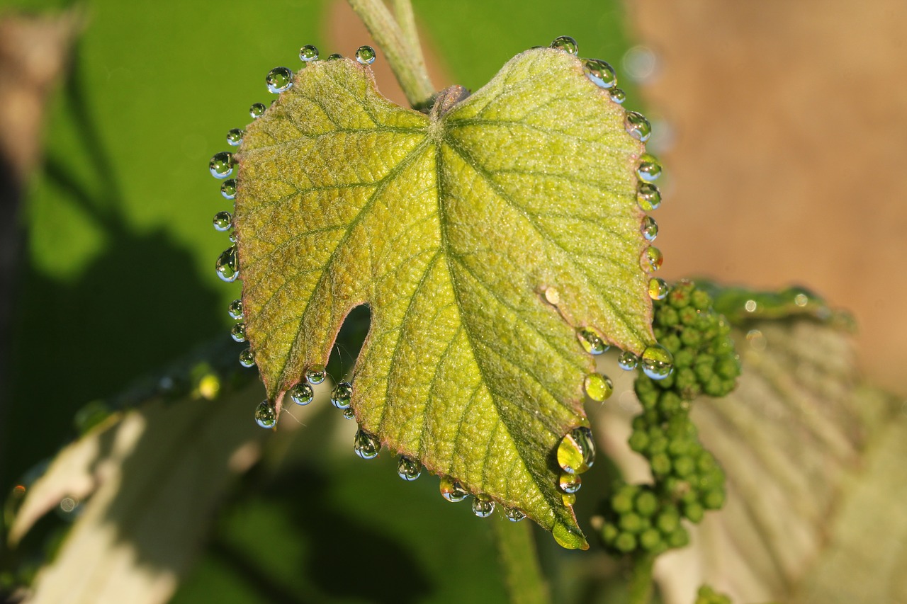 morgentau  dew  wine free photo