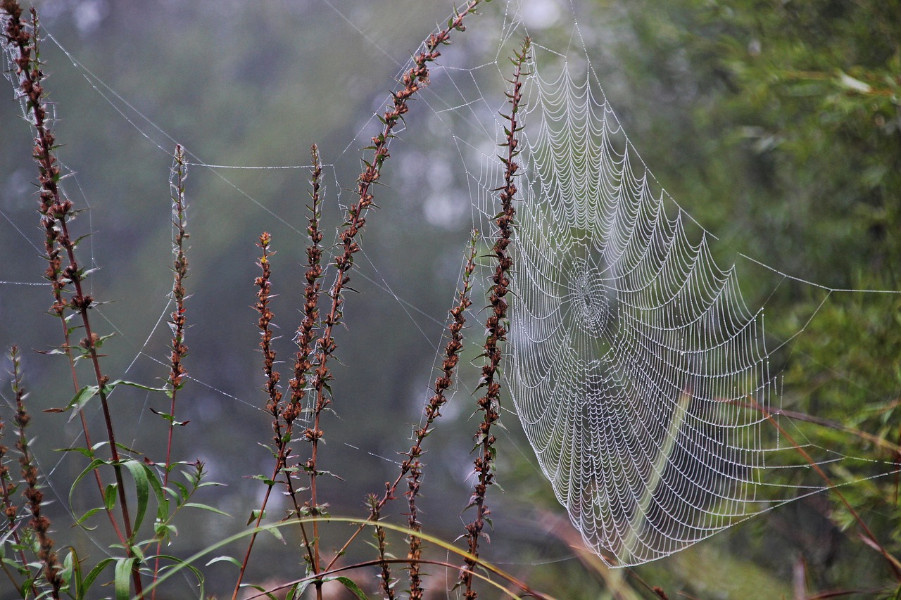 morgentau  cobweb  meadow free photo