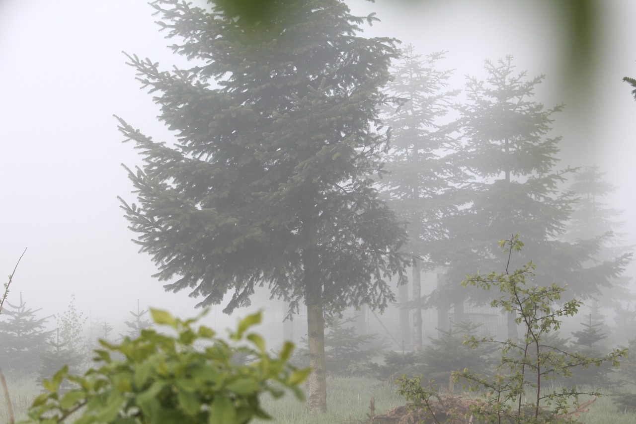 Погодные ели. Кусты в тумане. Foggy Dew Джалашов.
