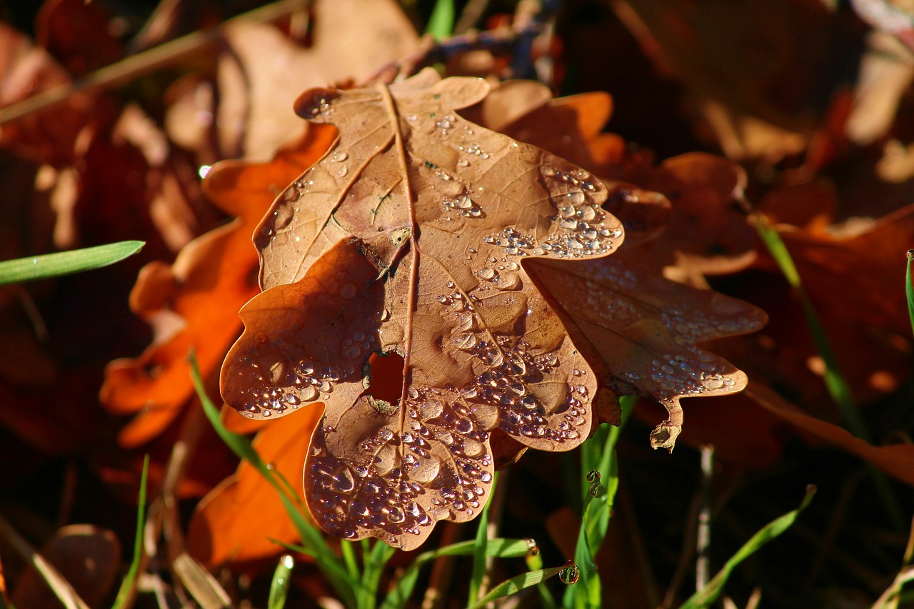 morgentau  leaf  leaves free photo