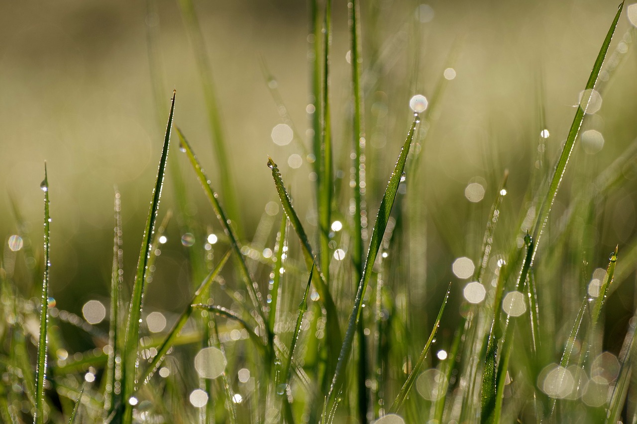 morgentau  dewdrop  grass free photo
