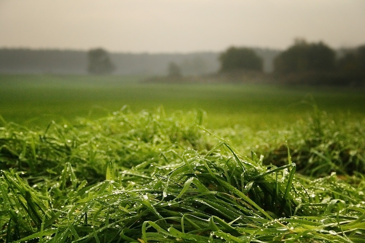 morgentau  meadow  grass free photo