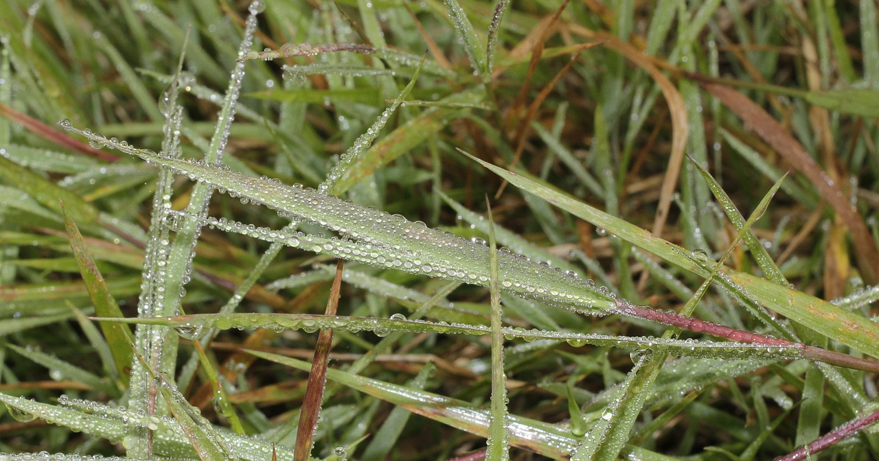 morgentau grass drip free photo