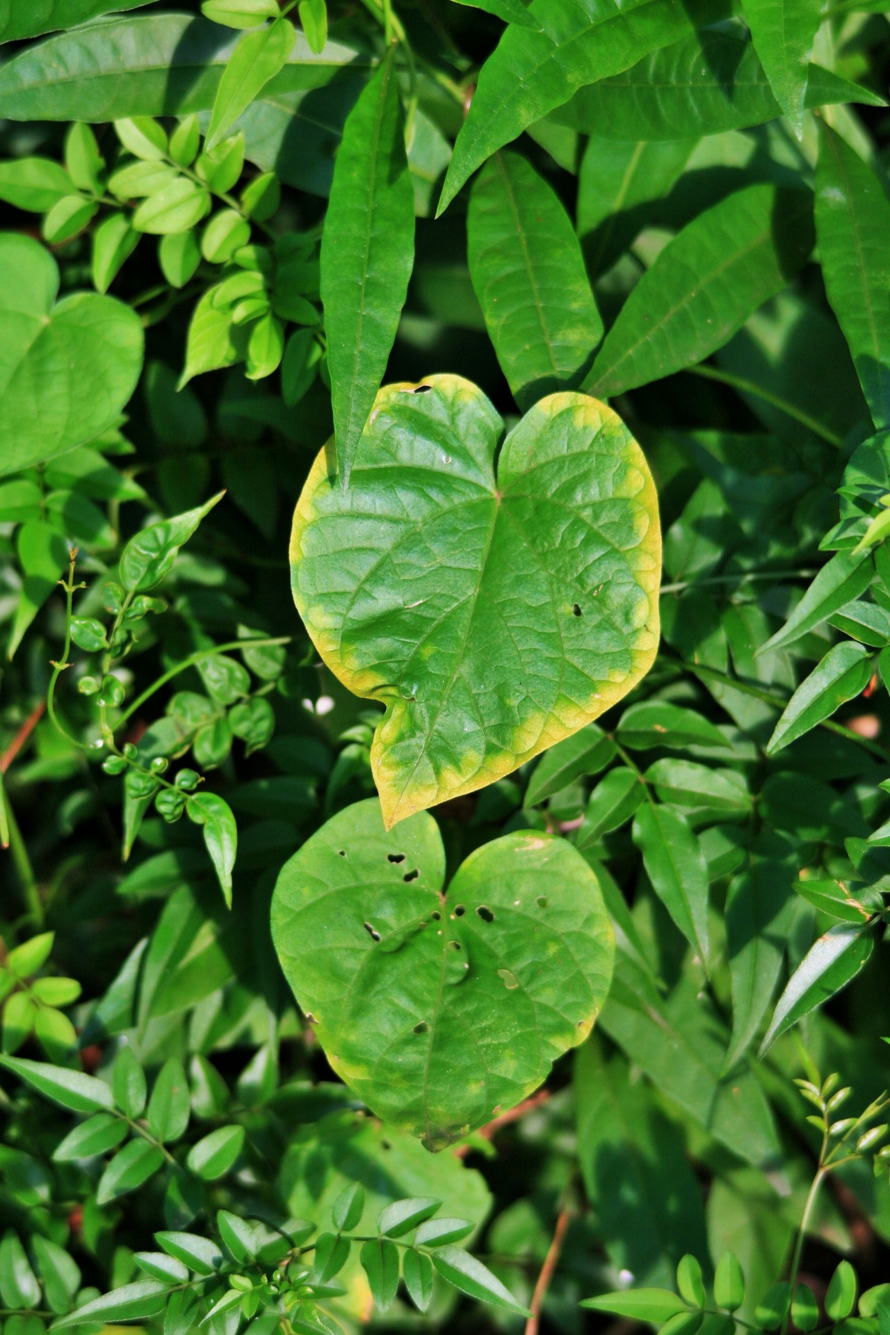 leaf heart shaped green free photo