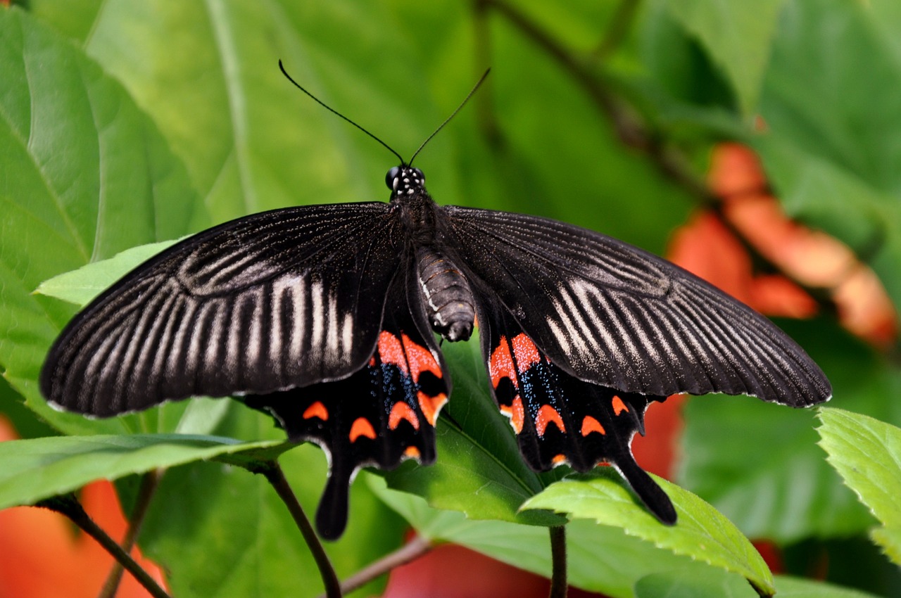 mormon butterfly insect wildlife free photo