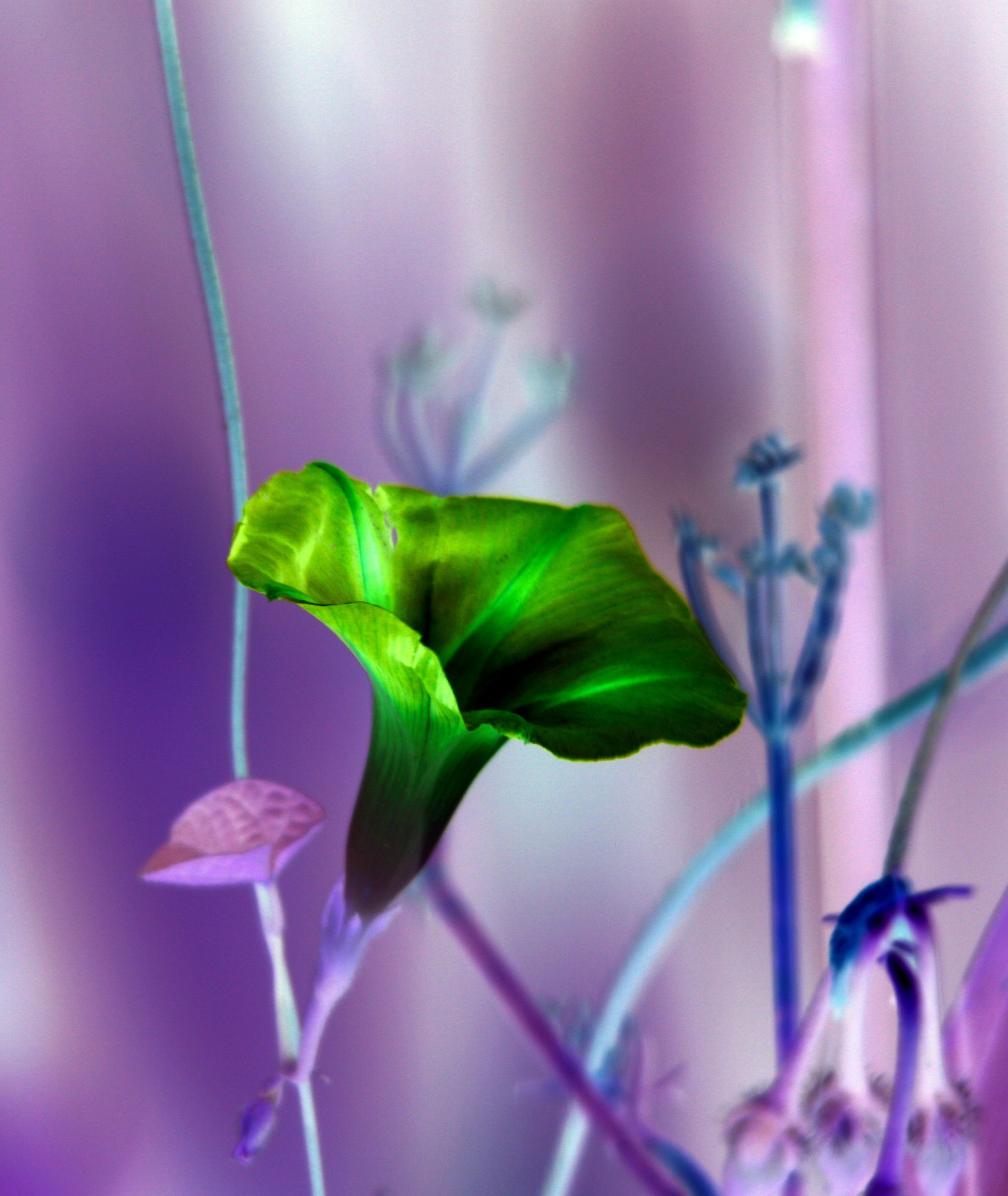 flower invert green free photo