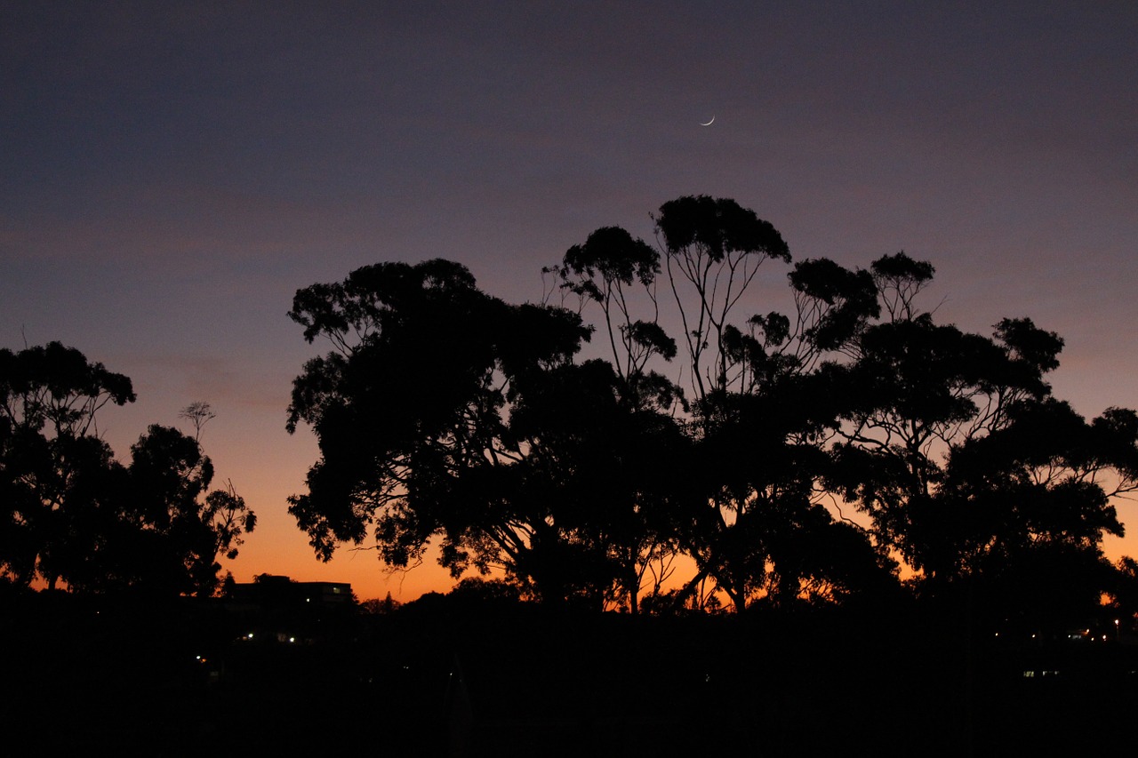 morning sunrise dawn free photo