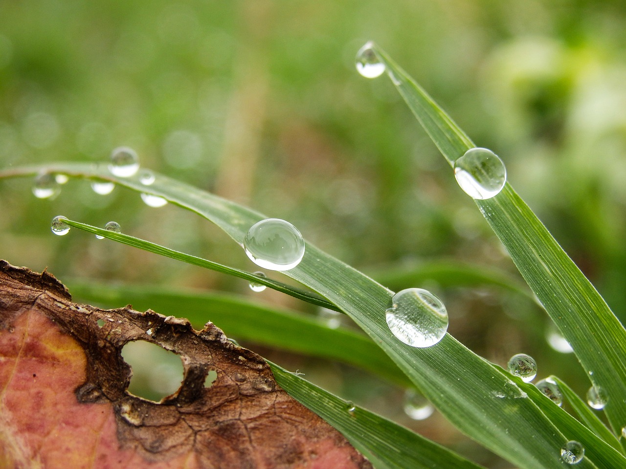 morning drops dew free photo