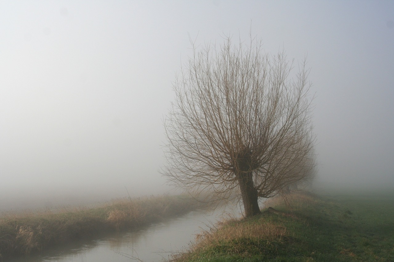 morning mist tree free photo