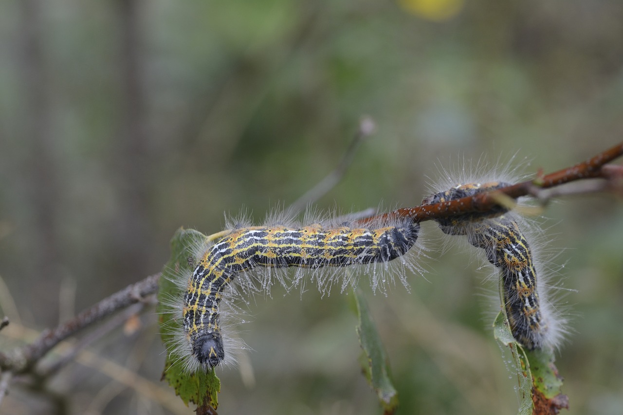 morning caterpillar branch free photo