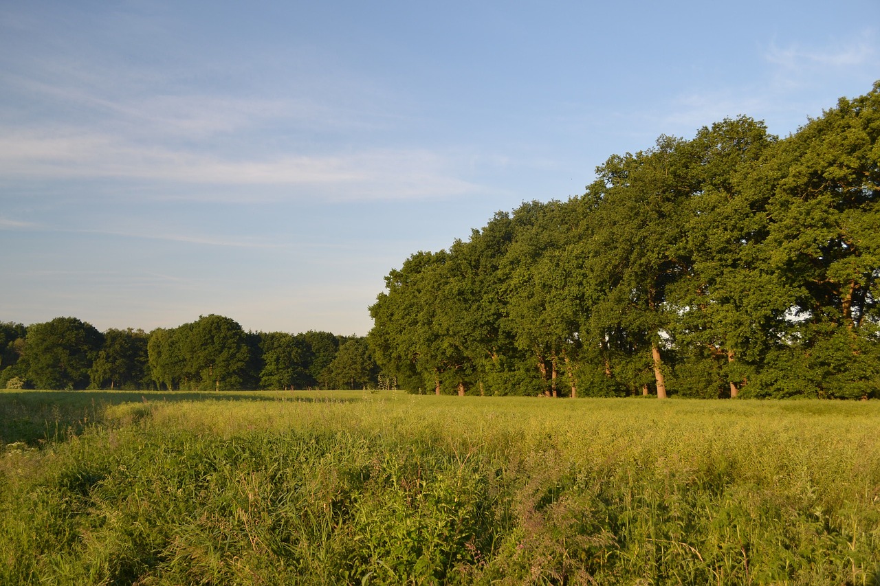 morning morgenstimmung sunrise free photo