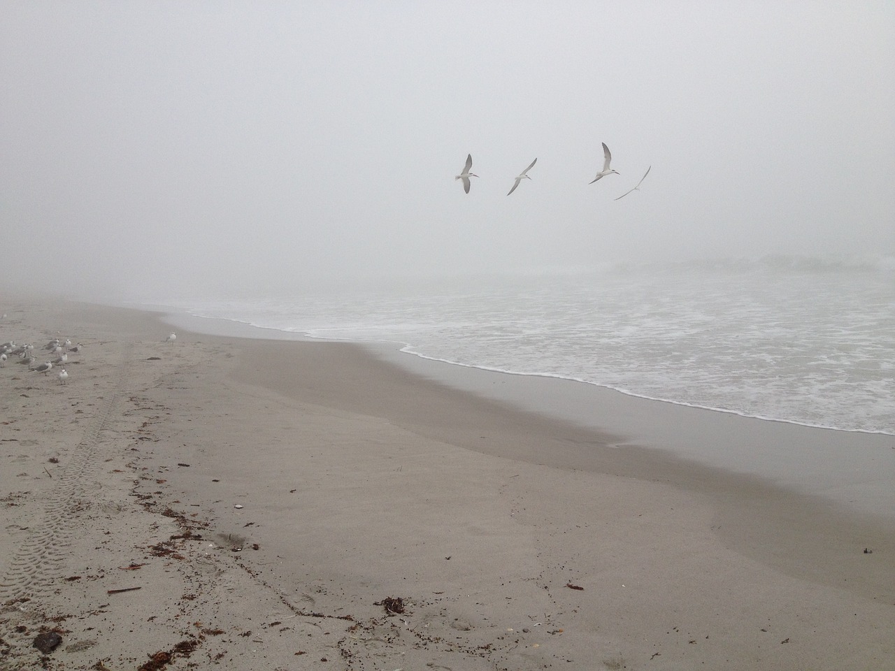 morning beach fog free photo