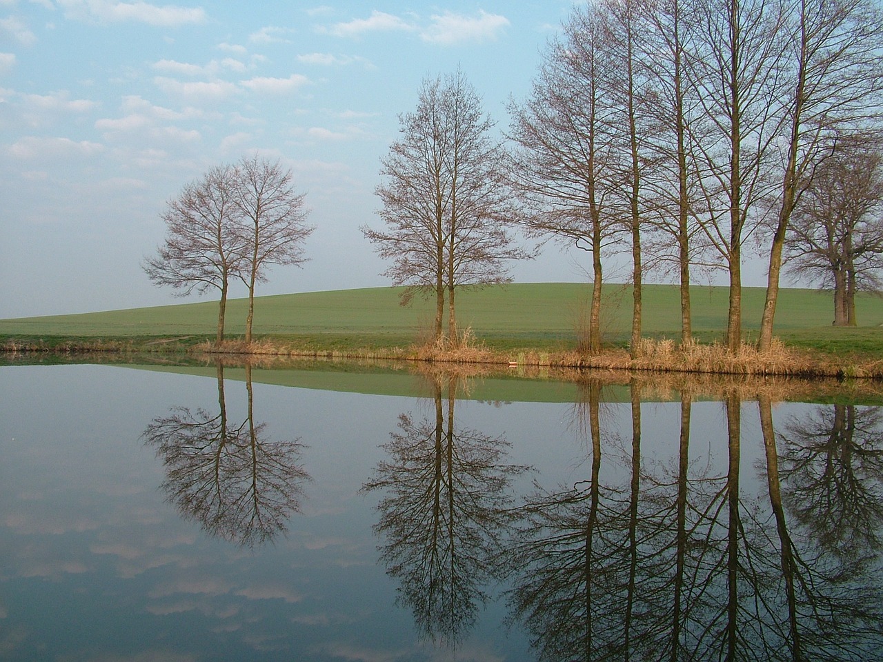 morning pond trees free photo