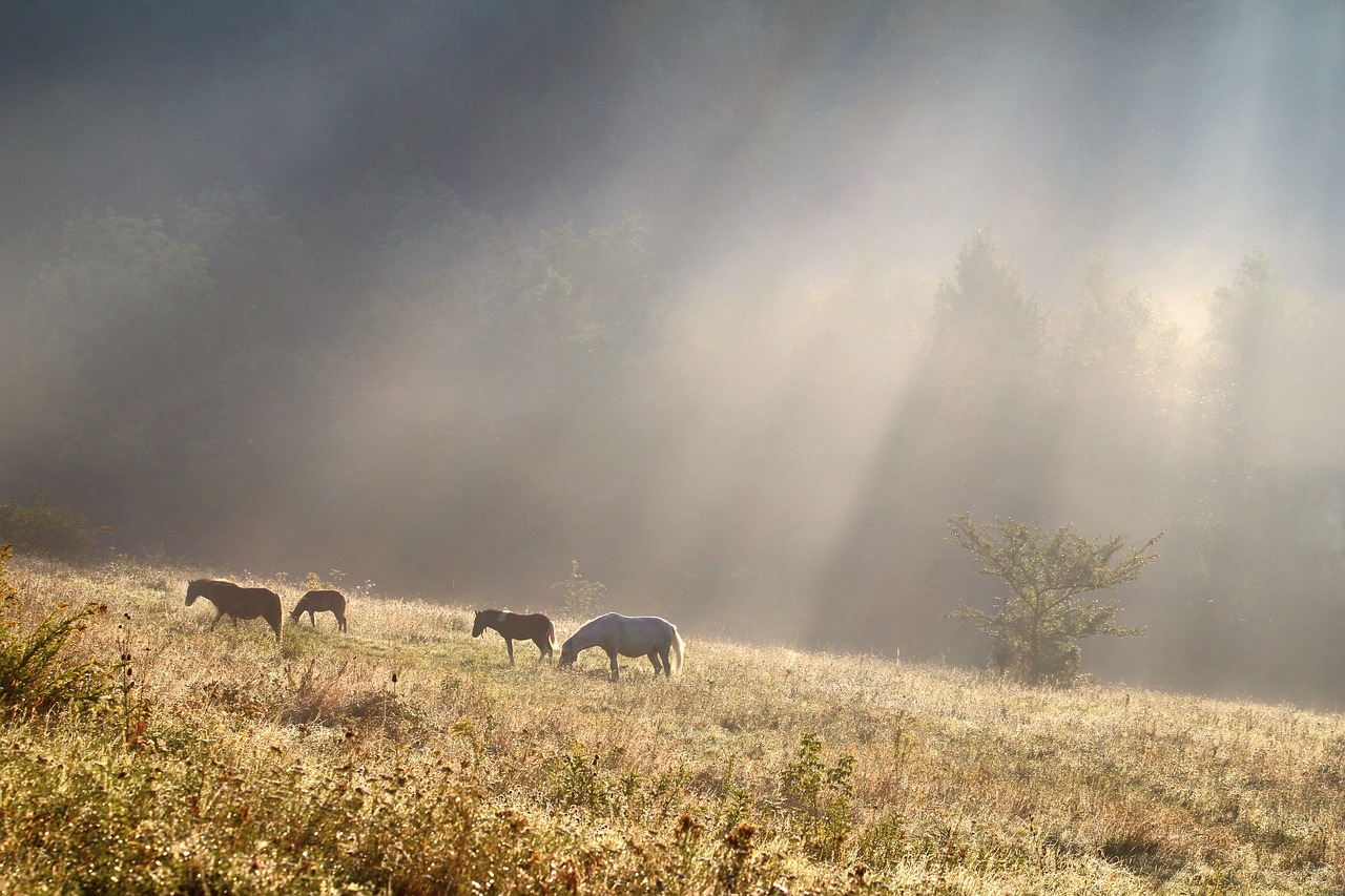 morning light horse free photo