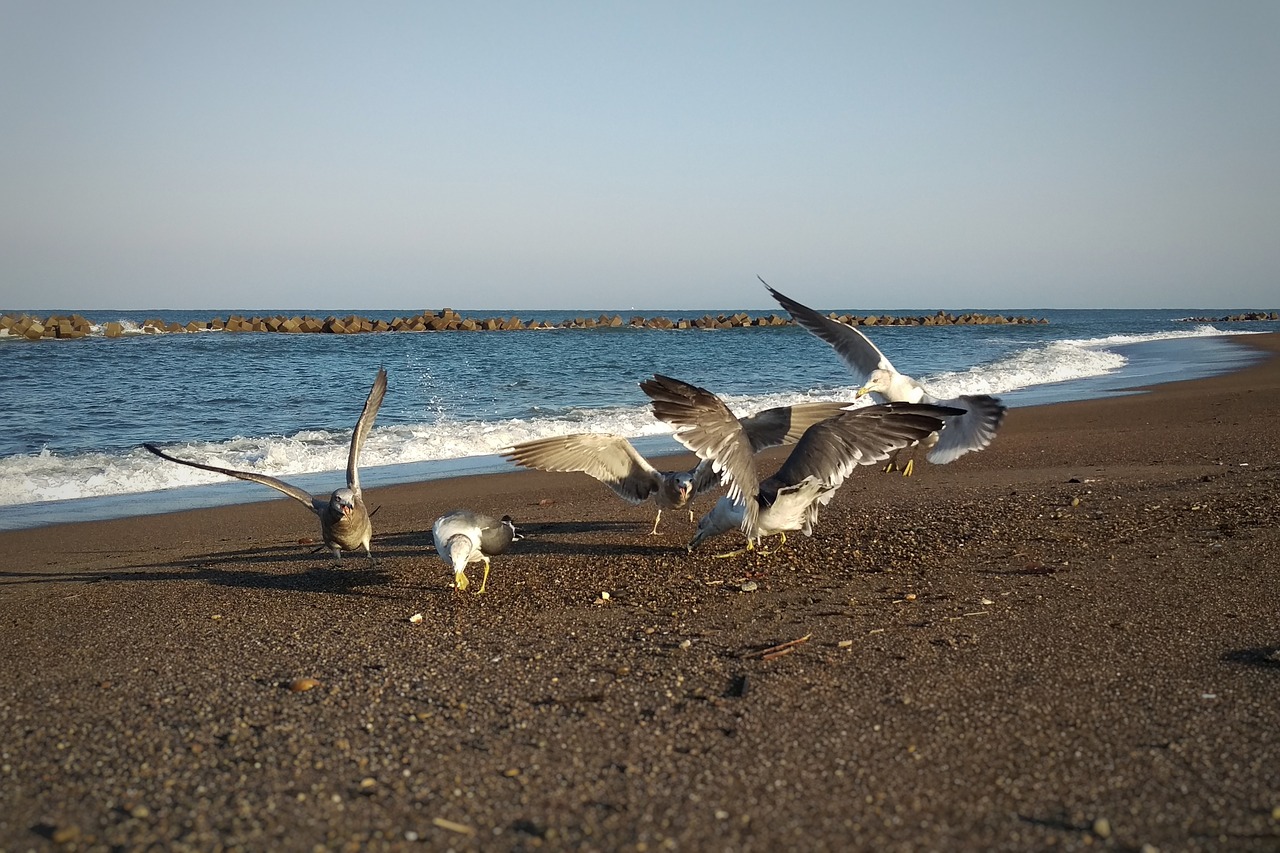 morning sea beach free photo