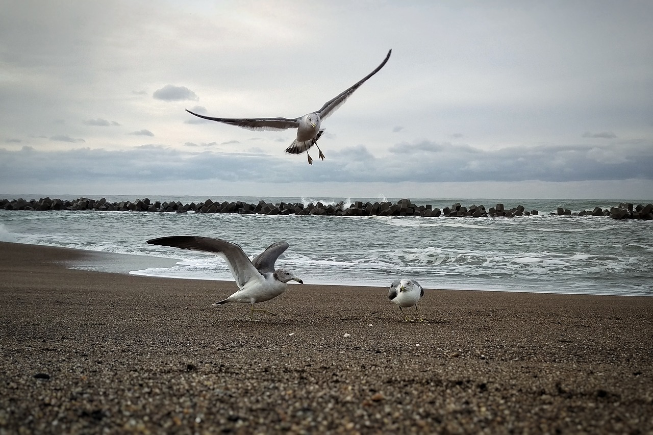 Чайки на берегу моря
