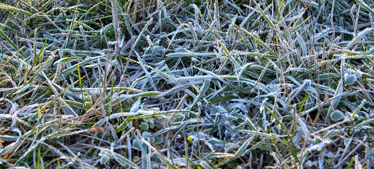 morning frost east free photo