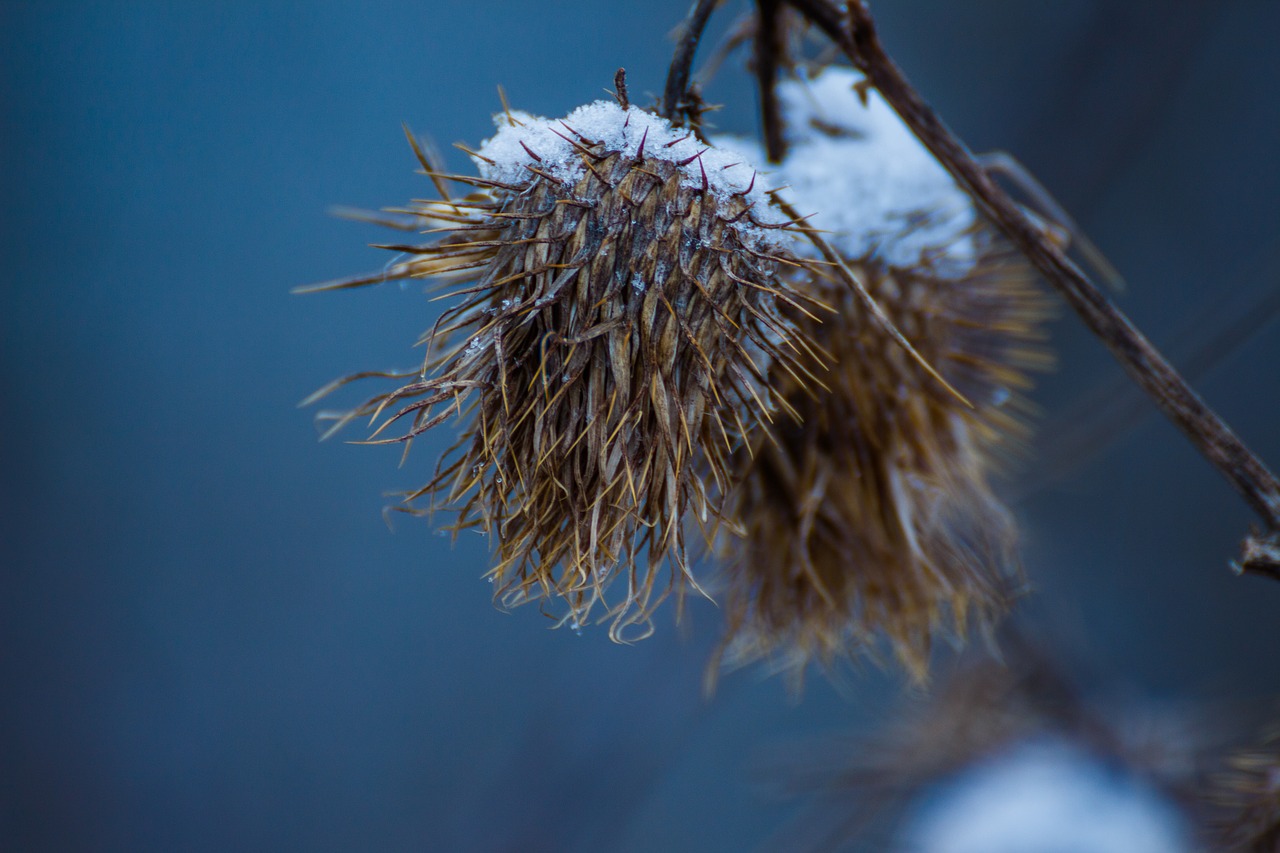 morning cold snow free photo