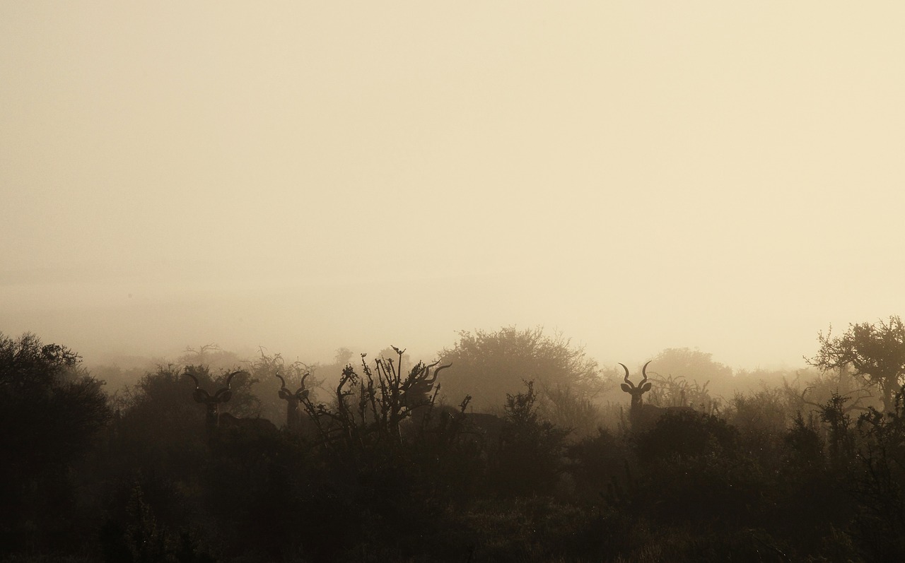 morning mist wildlife free photo