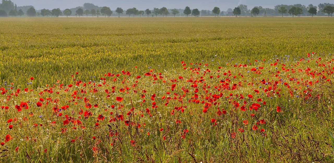 morning nature morgenstimmung free photo