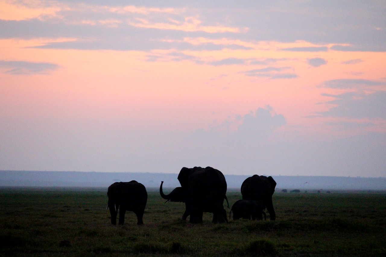 morning elephant africa free photo