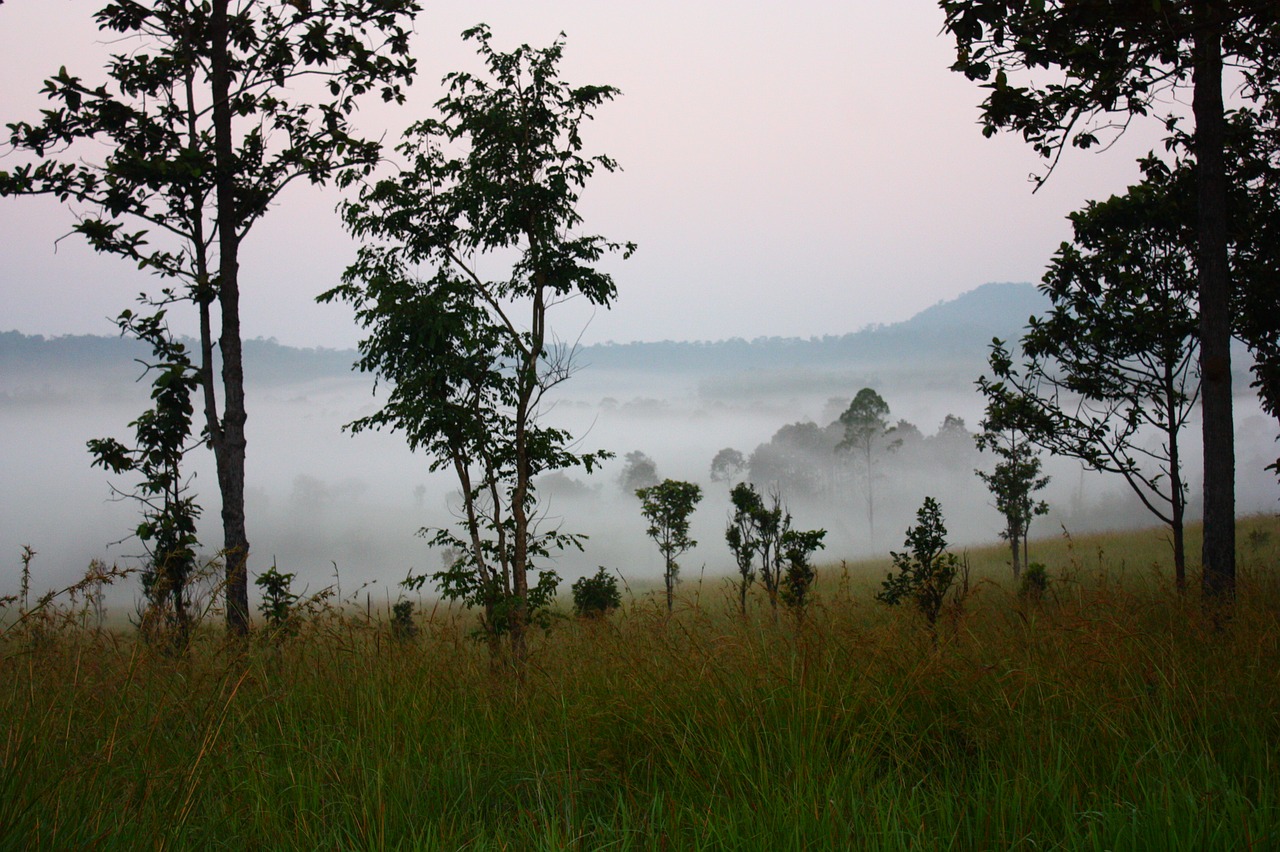 morning wild mist free photo
