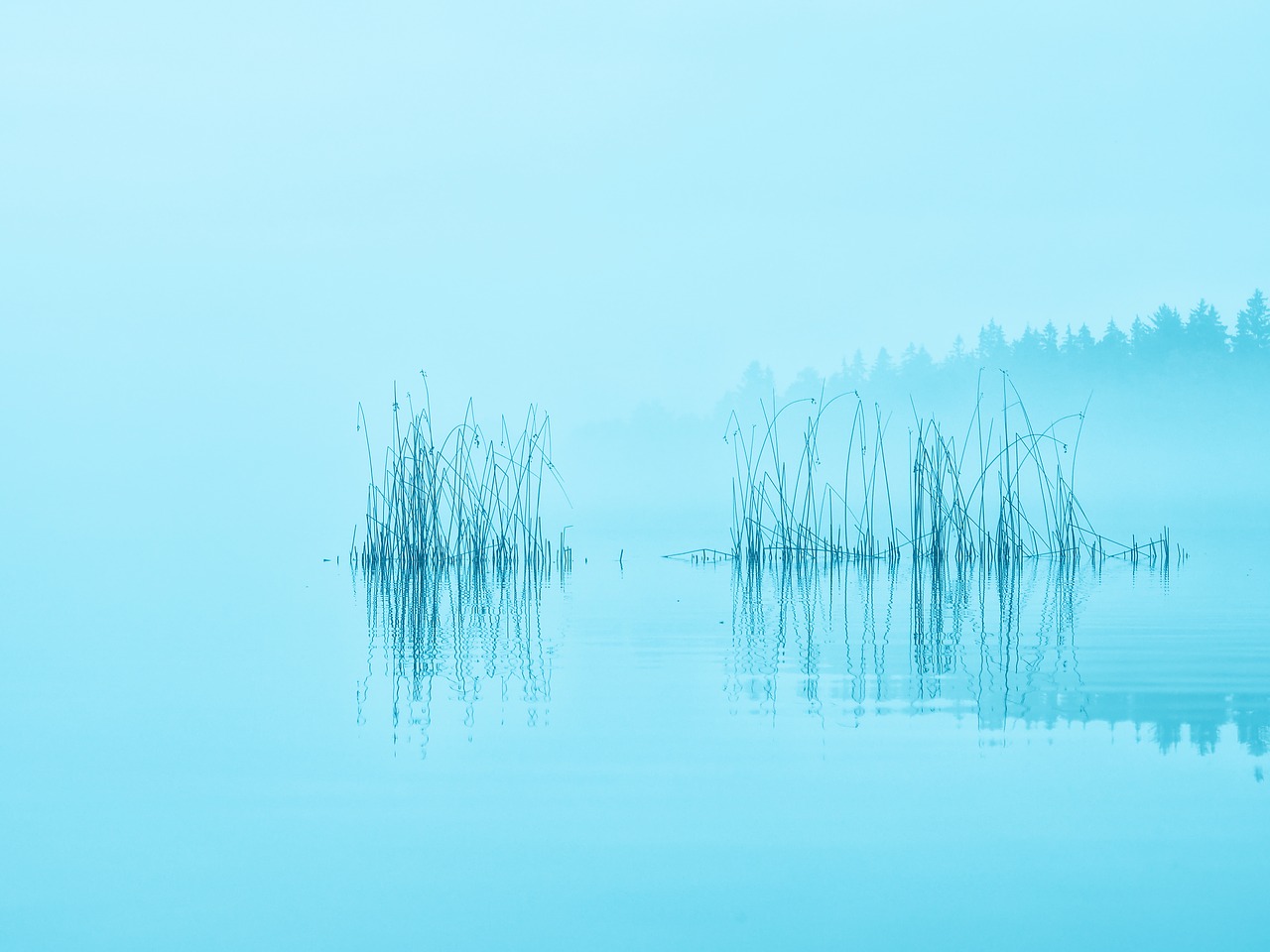 morning mist lake free photo