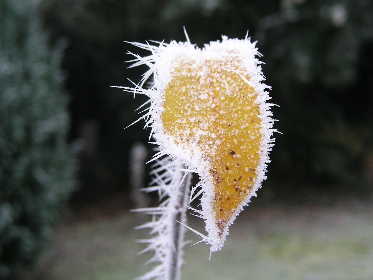 morning meadow hoarfrost free photo