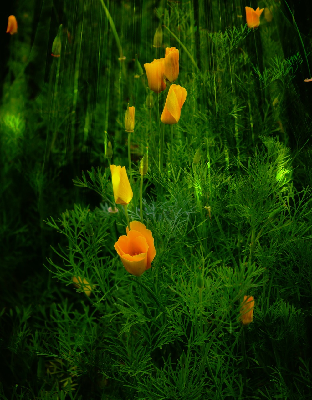 morning isolite california poppy free photo