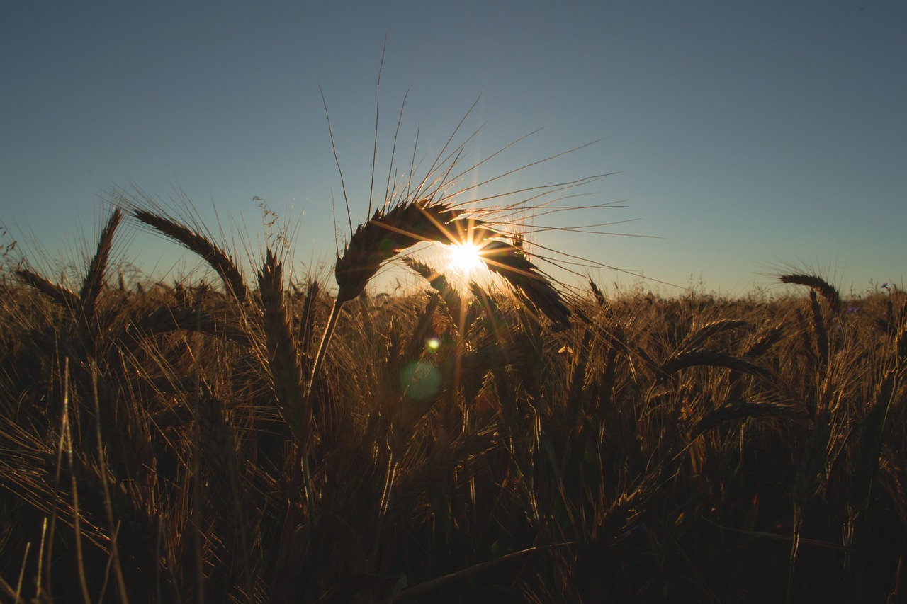 morning sunshine sunrise free photo