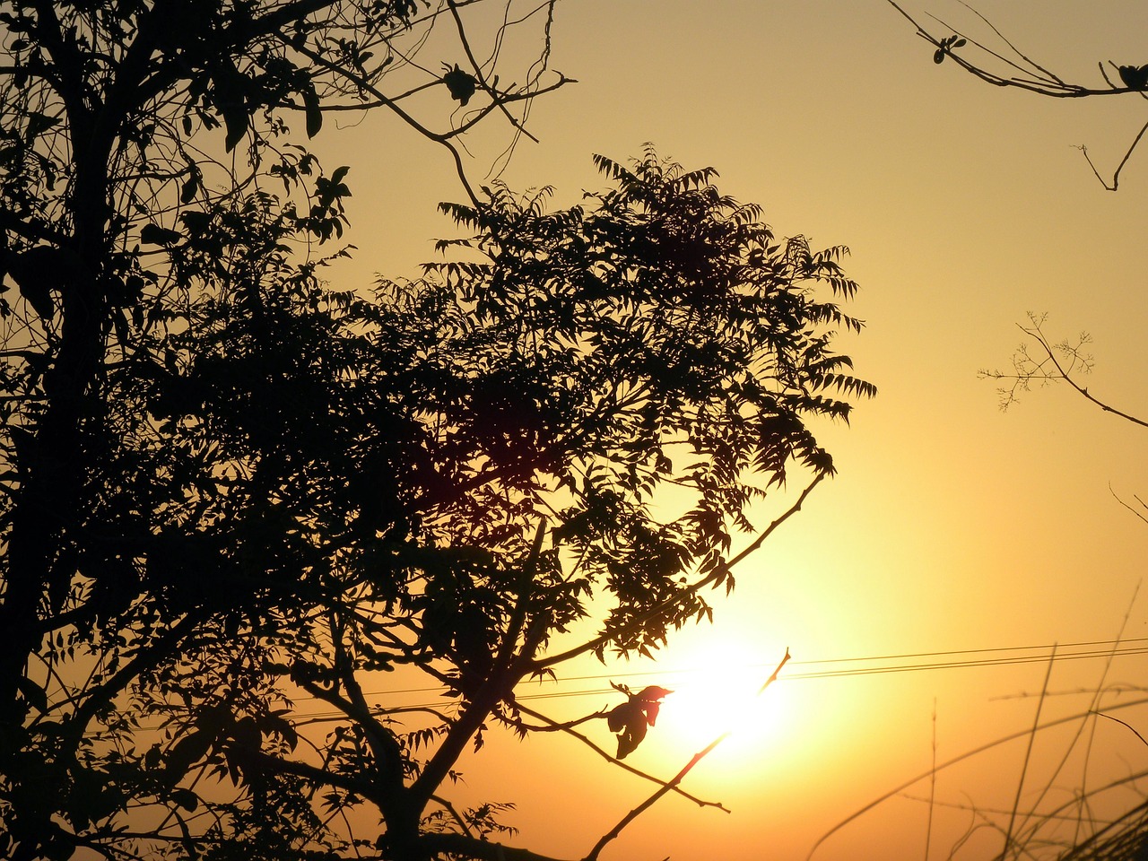 morning tree forest free photo