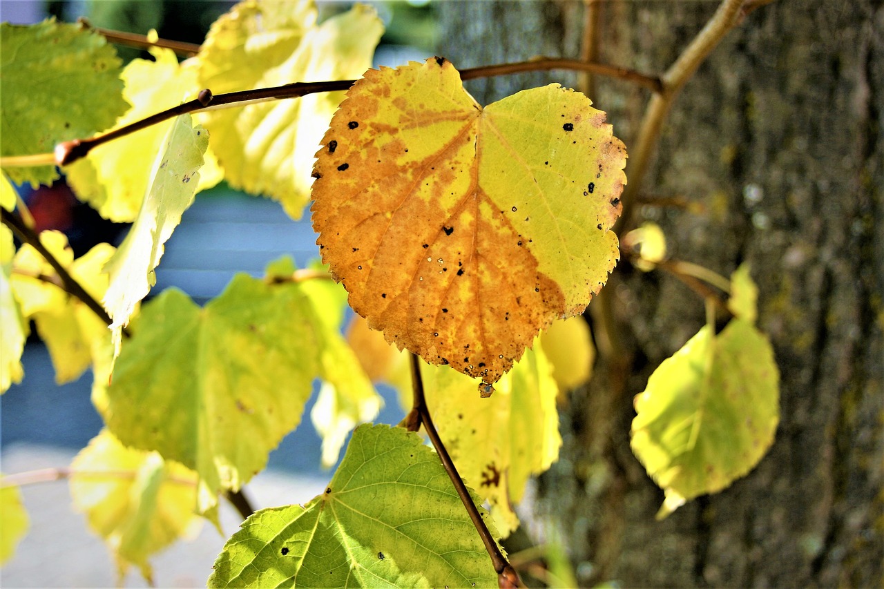 morning fit autumn free photo