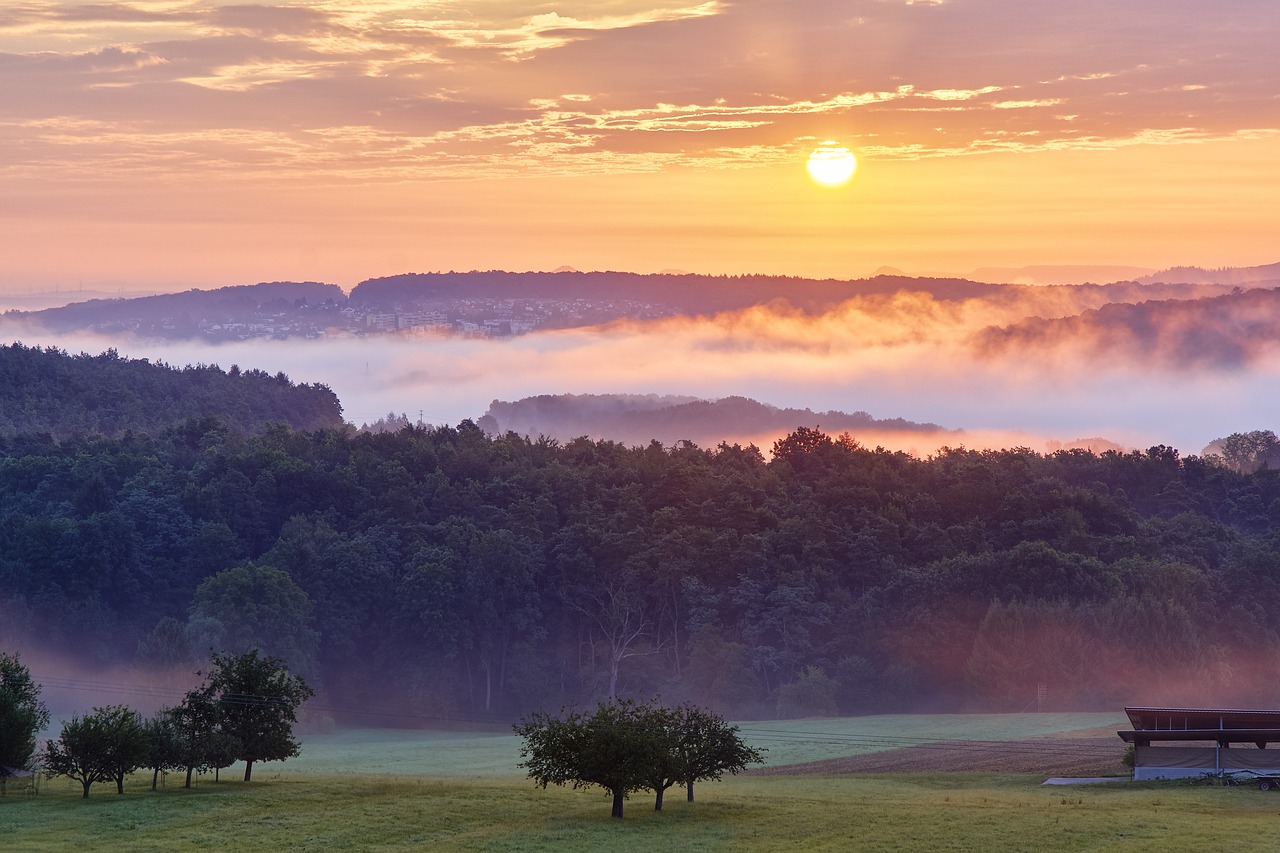 morning fog nature free photo