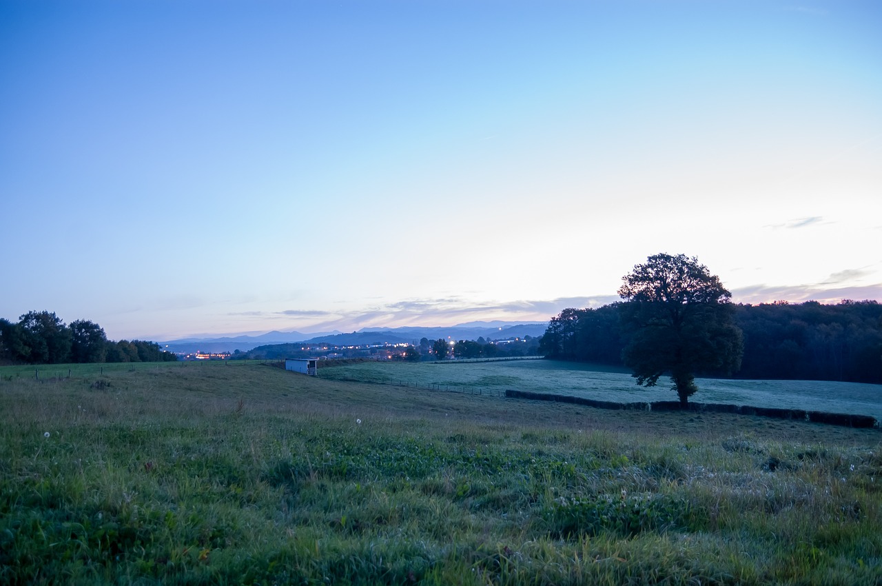 morning mist close free photo