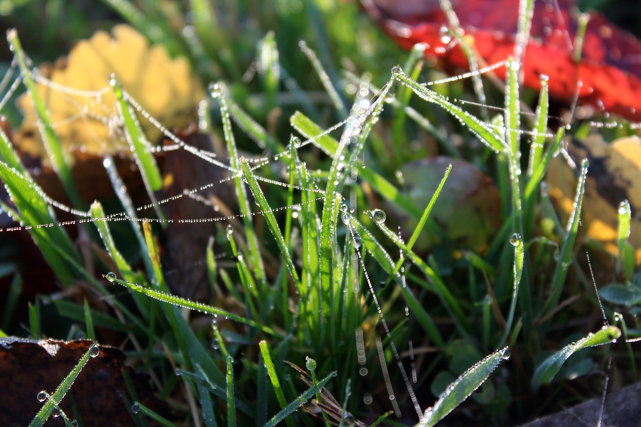 morning rosa grass free photo