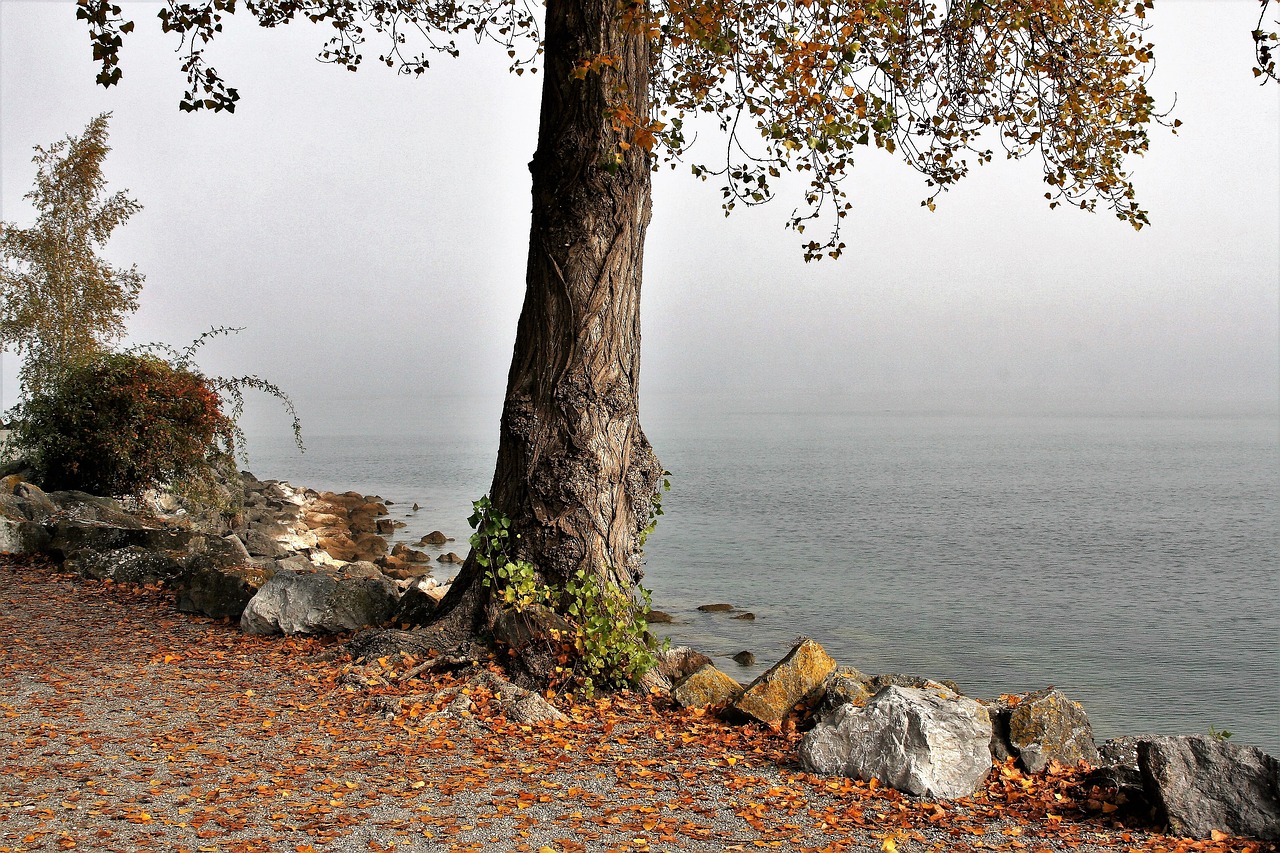 morning tree autumn free photo