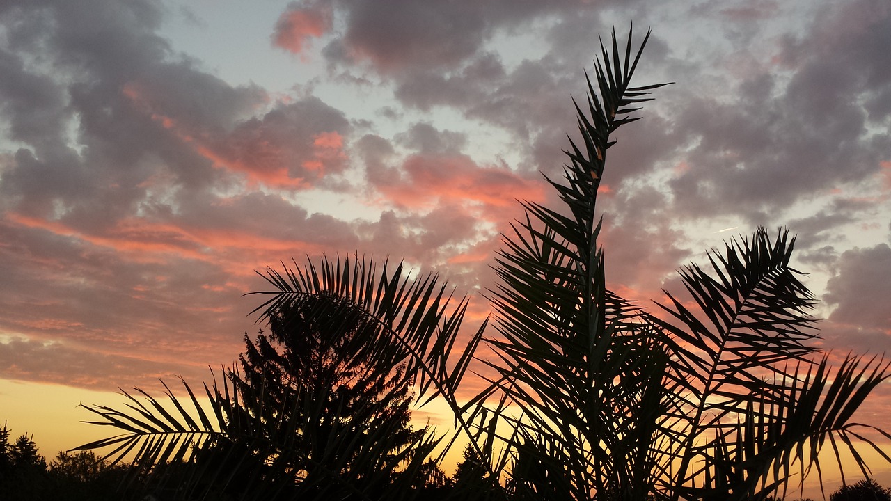 morning sunrise morgenstimmung free photo