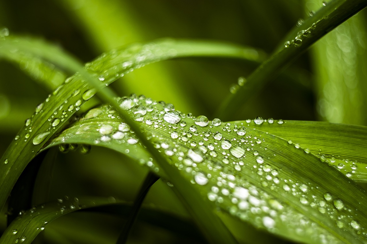 morning dew grass free photo