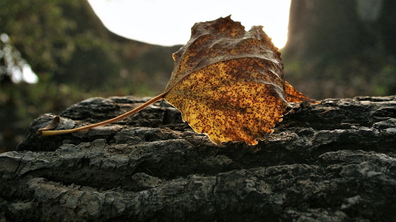 morning dry leaf speckled free photo