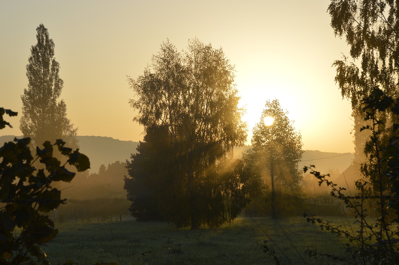 morning sun tree free photo