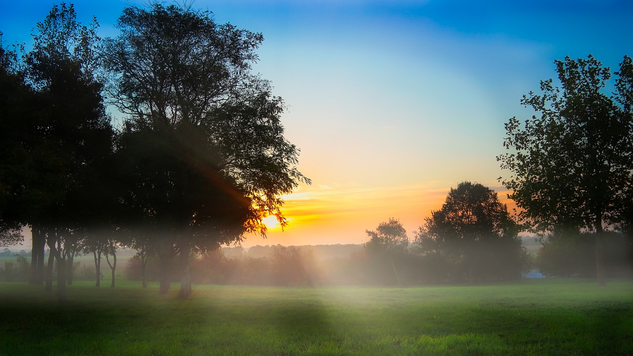 morning dew fog free photo