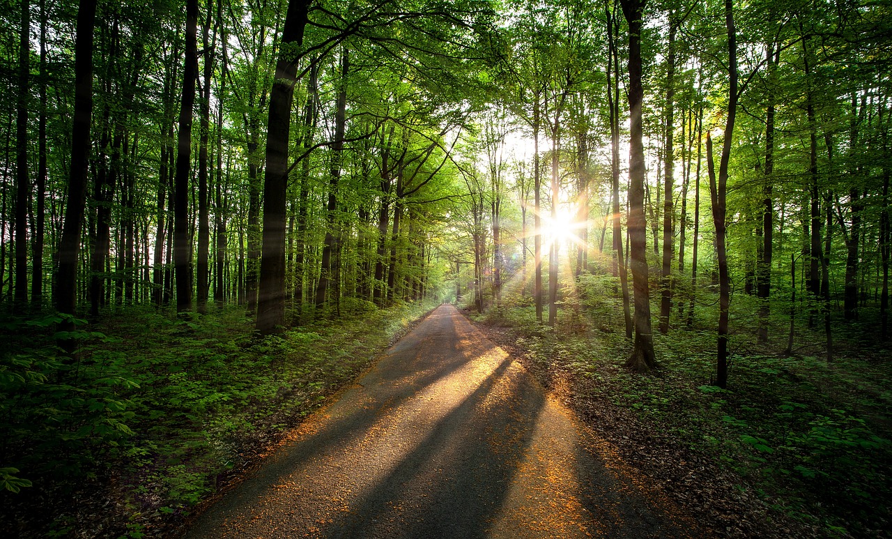 morning  morgenstimmung  forest free photo