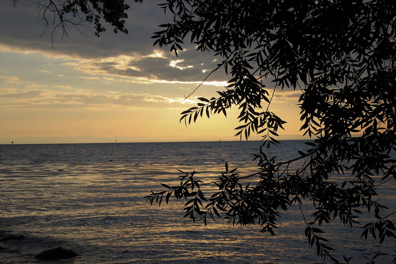 morning  lake  light free photo