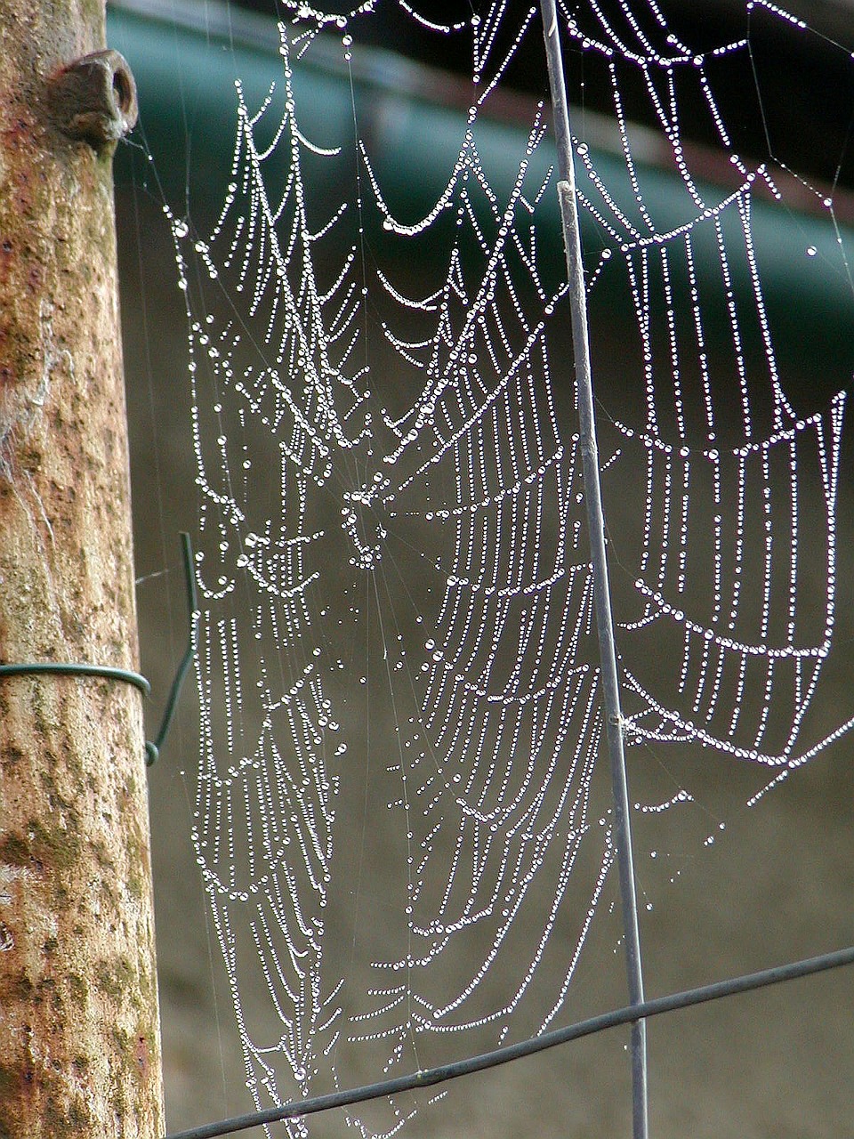 morning web dew free photo