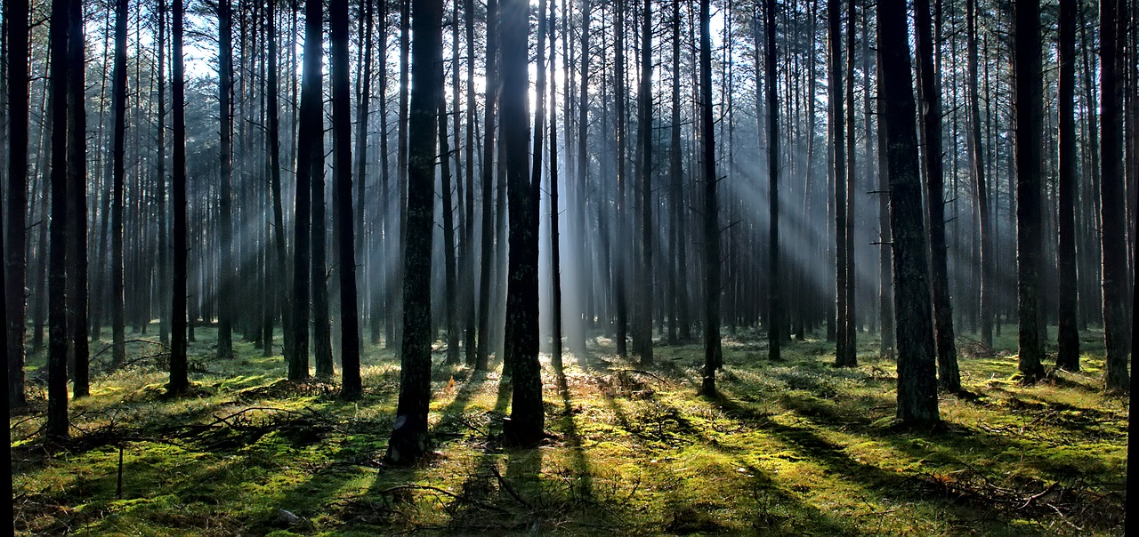 morning  tree  forest free photo