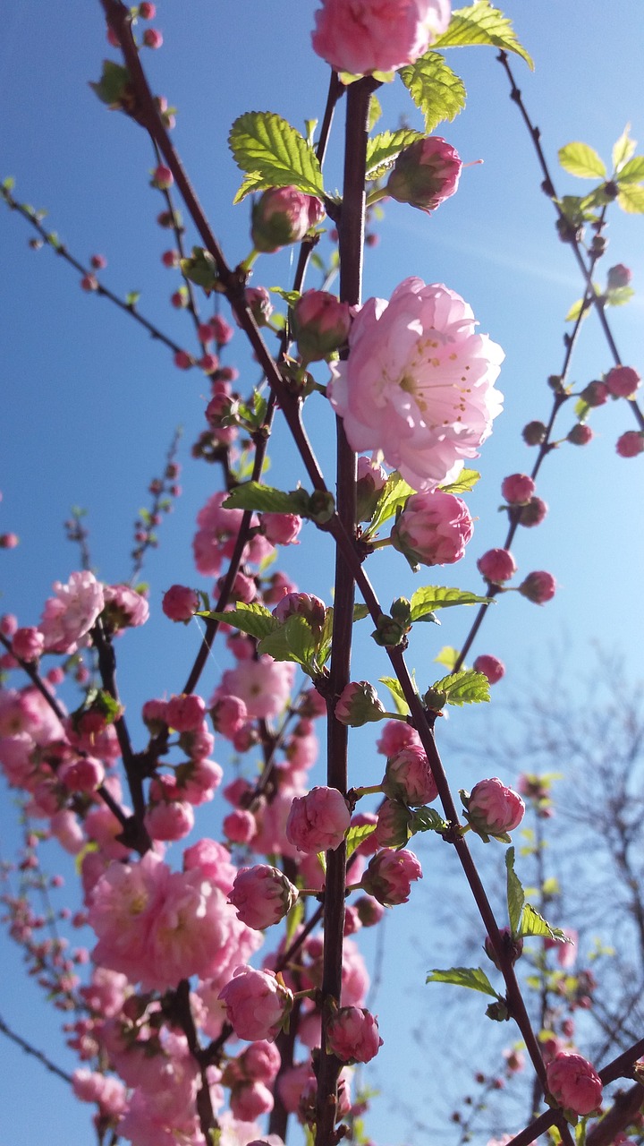 morning  sun  sakura free photo