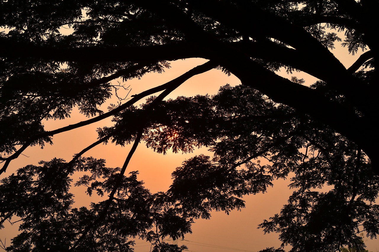 morning  silhouetted  sunrise free photo