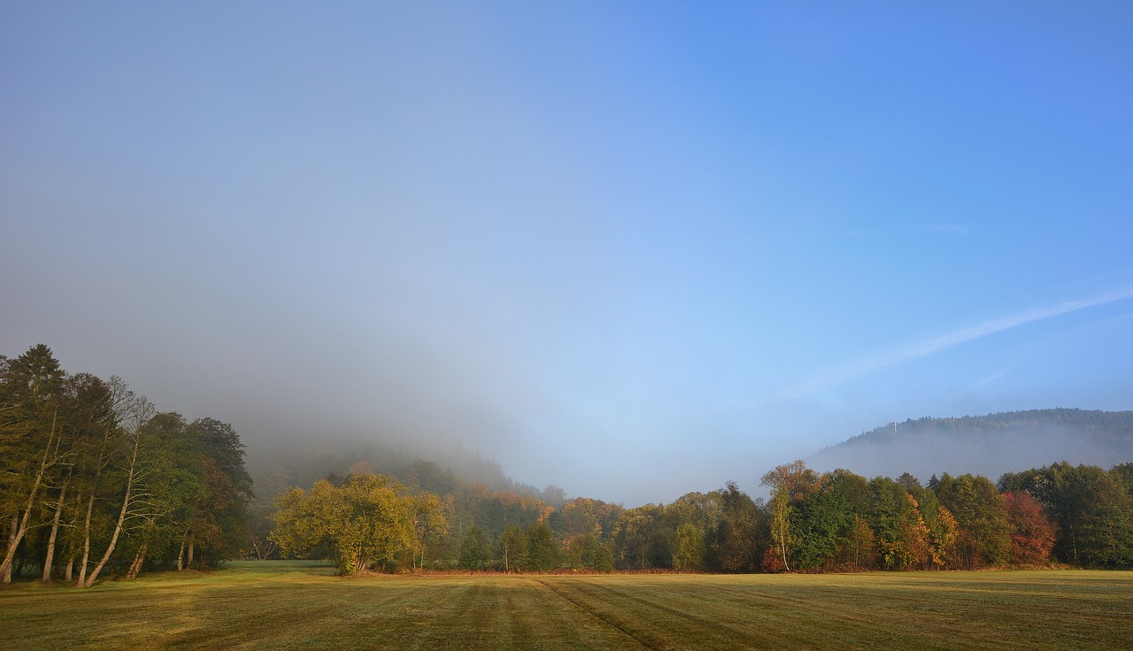 morning  fog  park free photo